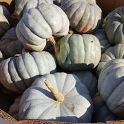 Jarrahdale Pumpkin Seeds