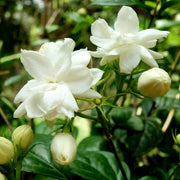 Jasmine Seeds for Planting - Flower Plant
