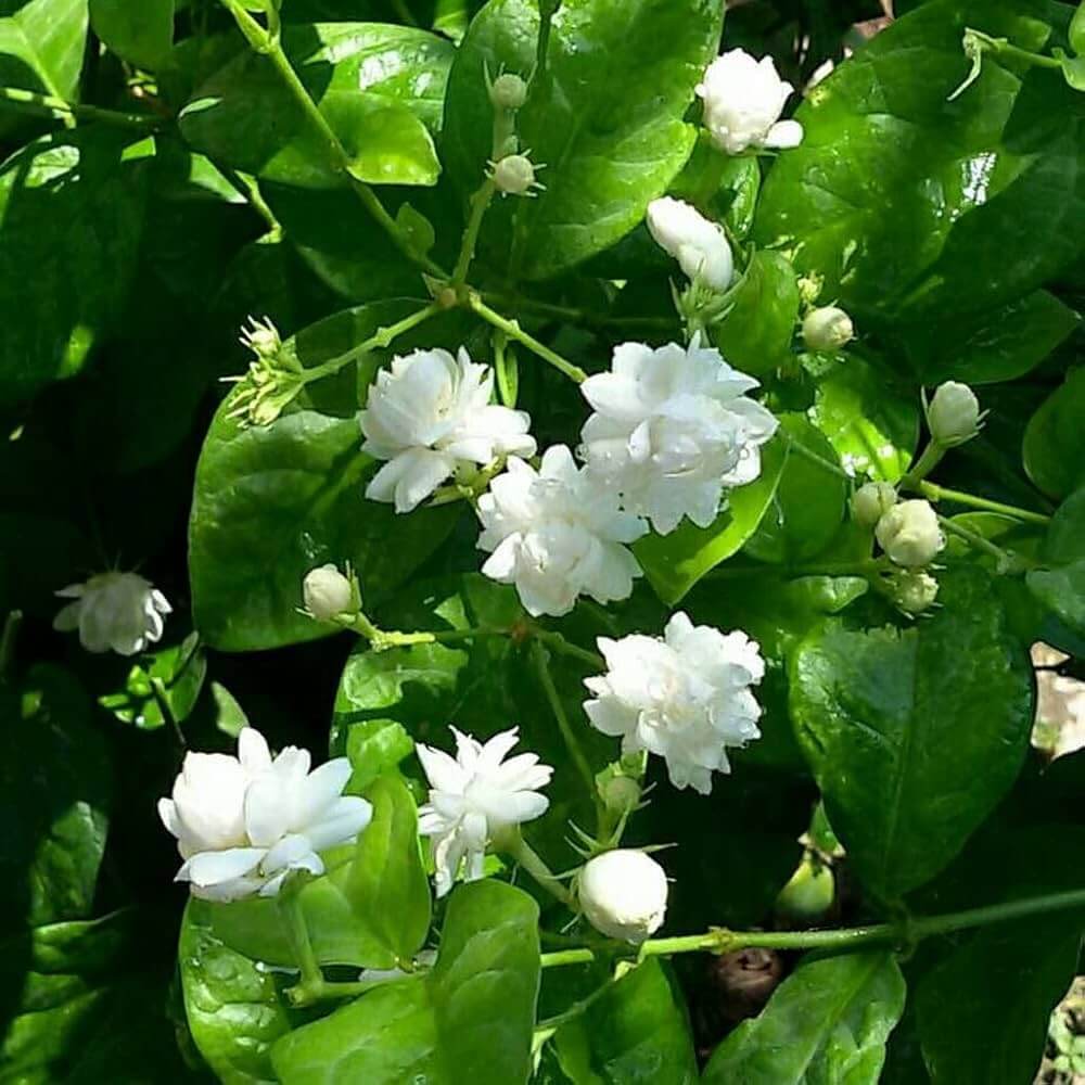 Jasmine Seeds for Planting - Flower Plant