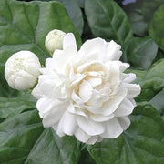 Jasmine Seeds for Planting - Flower Plant
