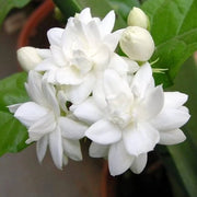 Jasminum Sambac Seeds - Flower Plant