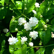 Jasminum Sambac Seeds - Flower Plant