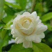 Jasminum Sambac Seeds - Flower Plant
