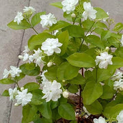 Jasminum Seeds - Flower Plant for Home Gardens