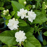 Jasminum Seeds - Flower Plant for Home Gardens