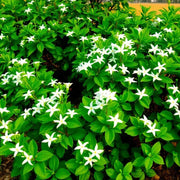 Jasminum Seeds - Flower Plant for Home Gardens