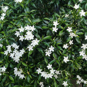 Jasminum Seeds - Flower Plant for Home Gardens