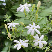 Jasminum Seeds - Flower Plant for Home Gardens