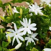 Jasminum Seeds - Flower Plant for Home Gardens