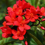 Wildflower Jatropha Seeds