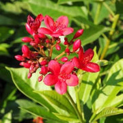 Wildflower Jatropha Seeds