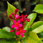 Wildflower Jatropha Seeds