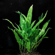Java Fern Seeds