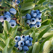 Southern Seeds, Vaccinium corymbosum