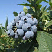 Southern Seeds, Vaccinium corymbosum