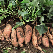Jewel Sweet Potato Seeds - Vegetable Plant