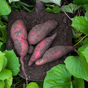 Jewel Sweet Potato Seeds - Vegetable Plant