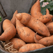 Jewel Sweet Potato Seeds - Vegetable Plant