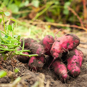 Jewel Sweet Potato Seeds - Vegetable Plant