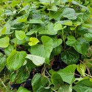 Jewel Sweet Potato Seeds - Vegetable Plant