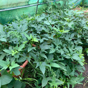 Jewel Sweet Potato Seeds - Vegetable Plant