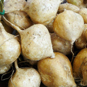 Jicama Seeds - Herbal Plant for Home Gardens Seeds