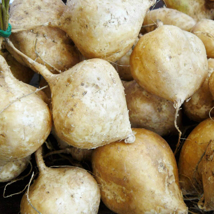 Jicama Seeds - Herbal Plant for Home Gardens Seeds