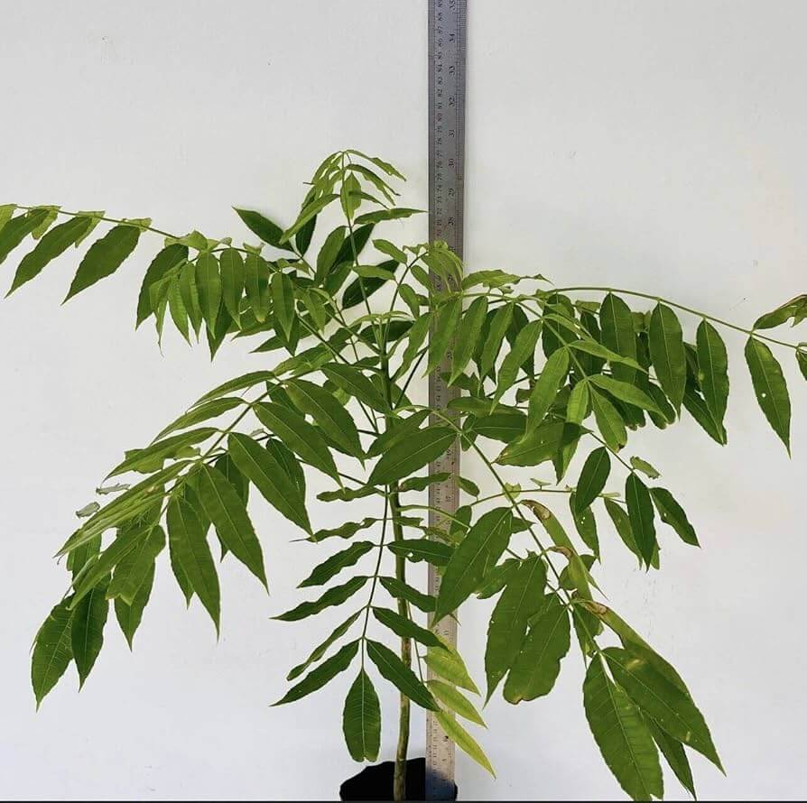 Jocote Seeds - Fruit Plant For Home Gardens