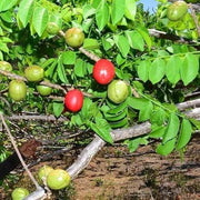 Jocote Seeds - Fruit Plant For Home Gardens
