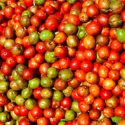 Jocote Seeds - Fruit Plant For Home Gardens