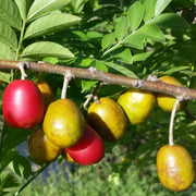 Jocote Seeds - Fruit Plant For Home Gardens