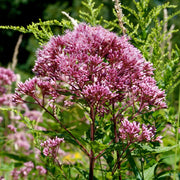Perennial Joe Pye Seeds