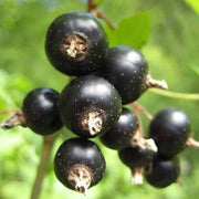 Johannisbeere Berry Seeds