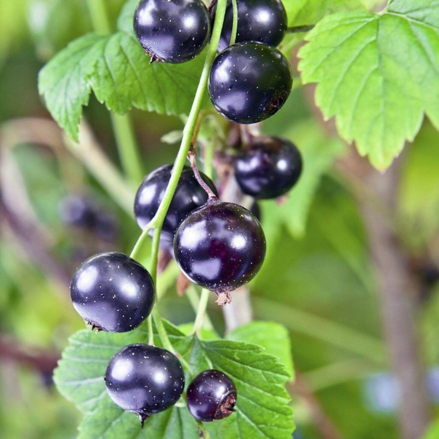 Johannisbeere Berry Seeds