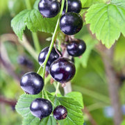 Johannisbeere Berry Seeds