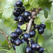 Johannisbeere Berry Seeds