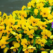 Yellow Johnny Jump Up Seeds