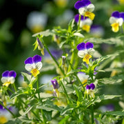 Blue and White Johnny Jump Up Seeds