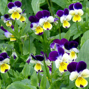 Viola tricolor Johnny Jump Up Seeds