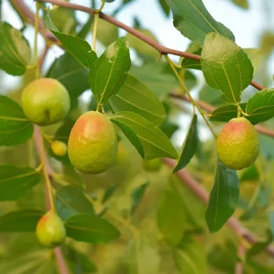 Simmondsia chinensis Jojoba Seeds