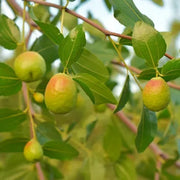 Simmondsia chinensis Jojoba Seeds