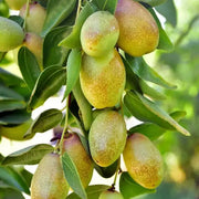 Simmondsia chinensis Jojoba Seeds