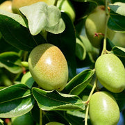 Simmondsia chinensis Jojoba Seeds