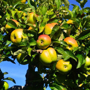 Jonagold Apple Seeds