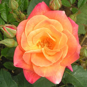 Joseph's Coat Rose Seeds