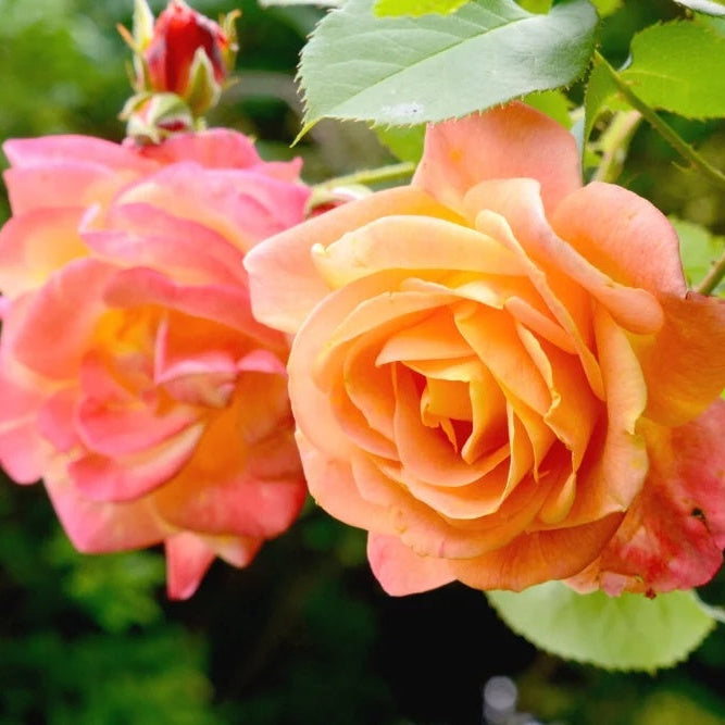 Joseph's Coat Rose Seeds