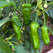 Shishito Pepper Seeds