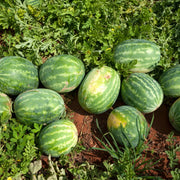 Watermelon Seeds – Citrullus lanatus