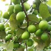 Jujube Apple Seeds