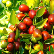 Asian Date Jujube Seeds